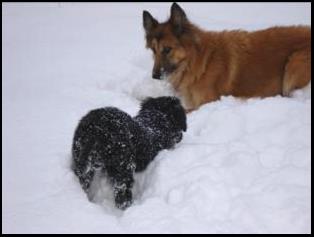 jeux dans la neige avec Tara